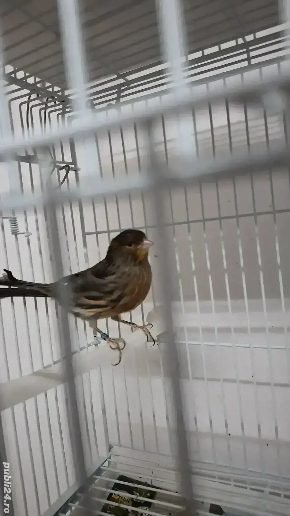 canari,masculi și femele 