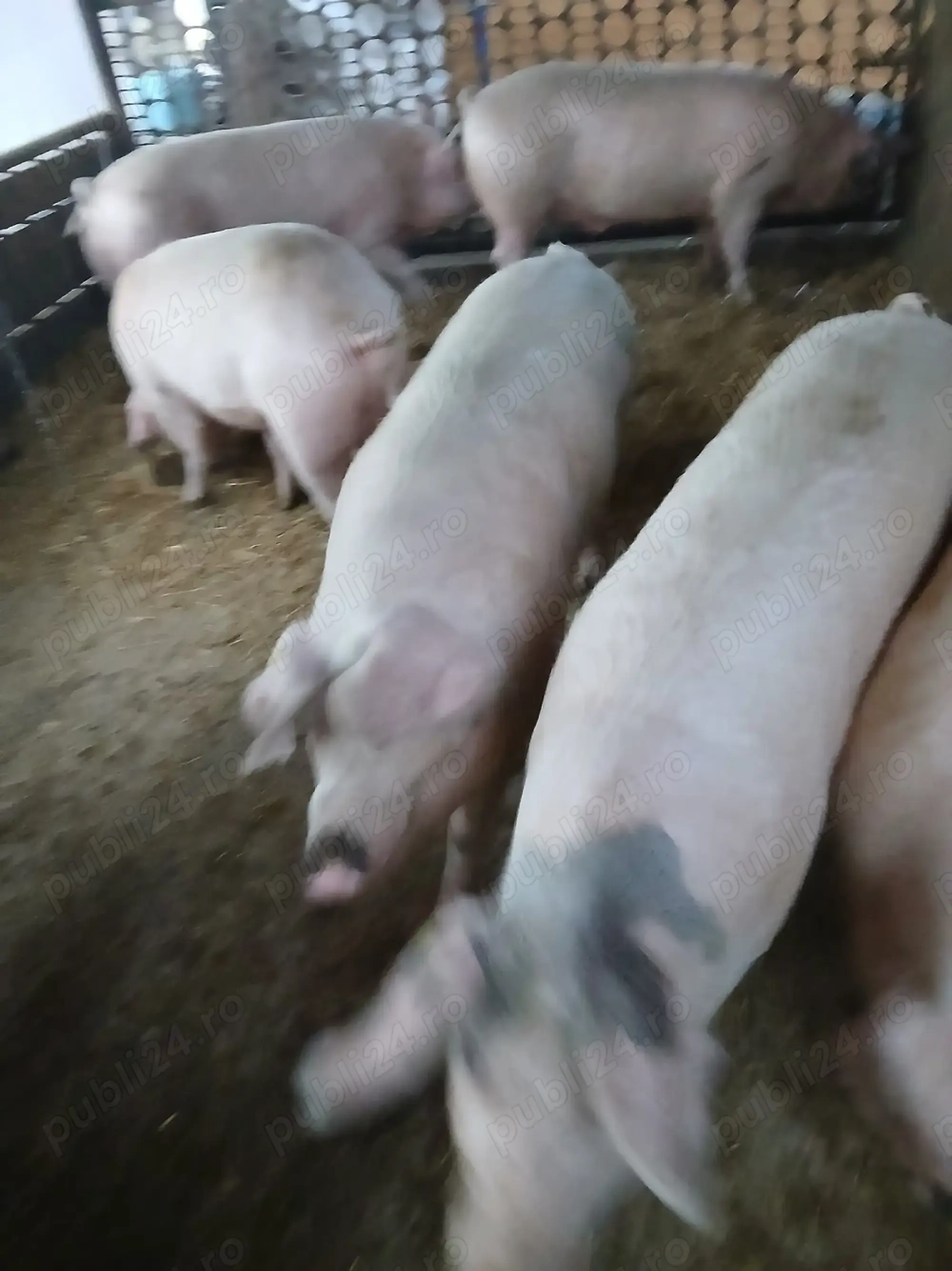 Vând porci grași  de crăciun.,......................................................................