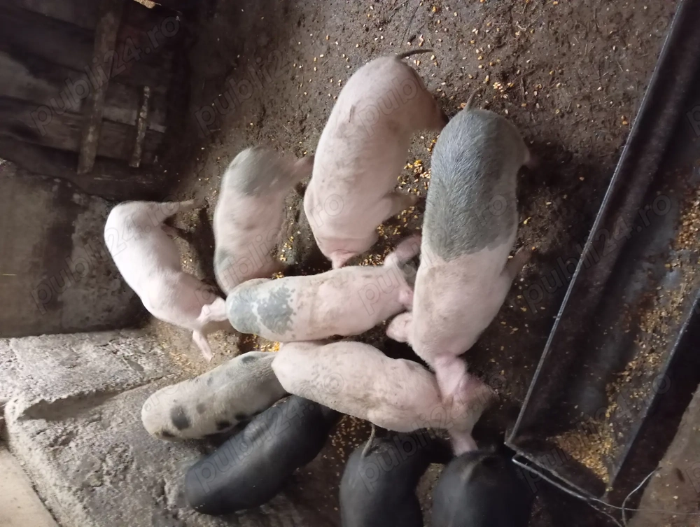 Purcei de 8 saptamani