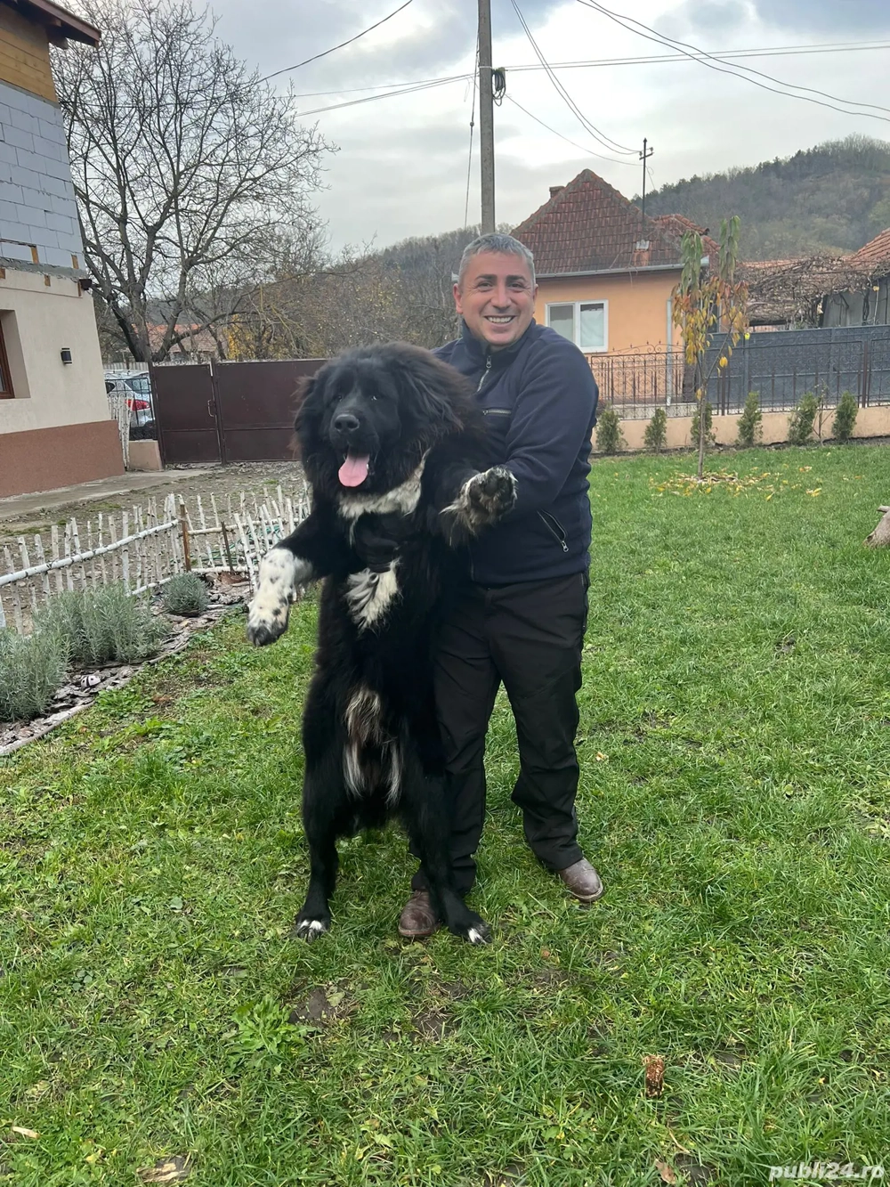 Mastiff tibetan metis