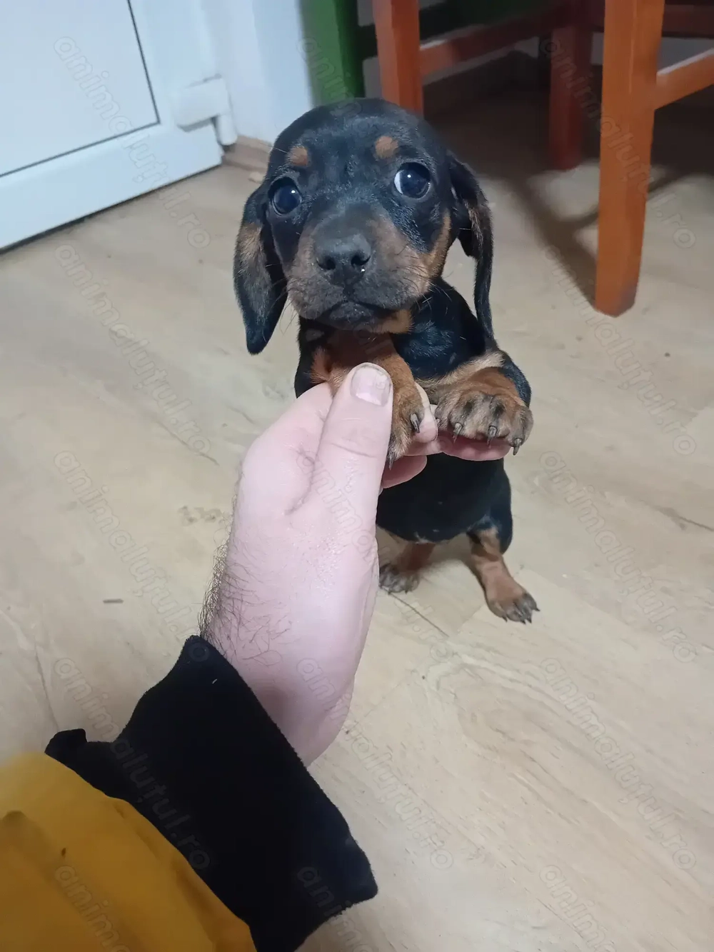 Vand catei tekel pitic e fetita