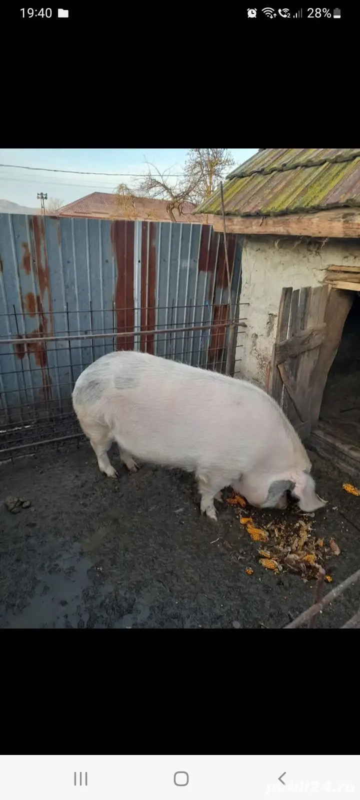 Porci de la 120-240 KG