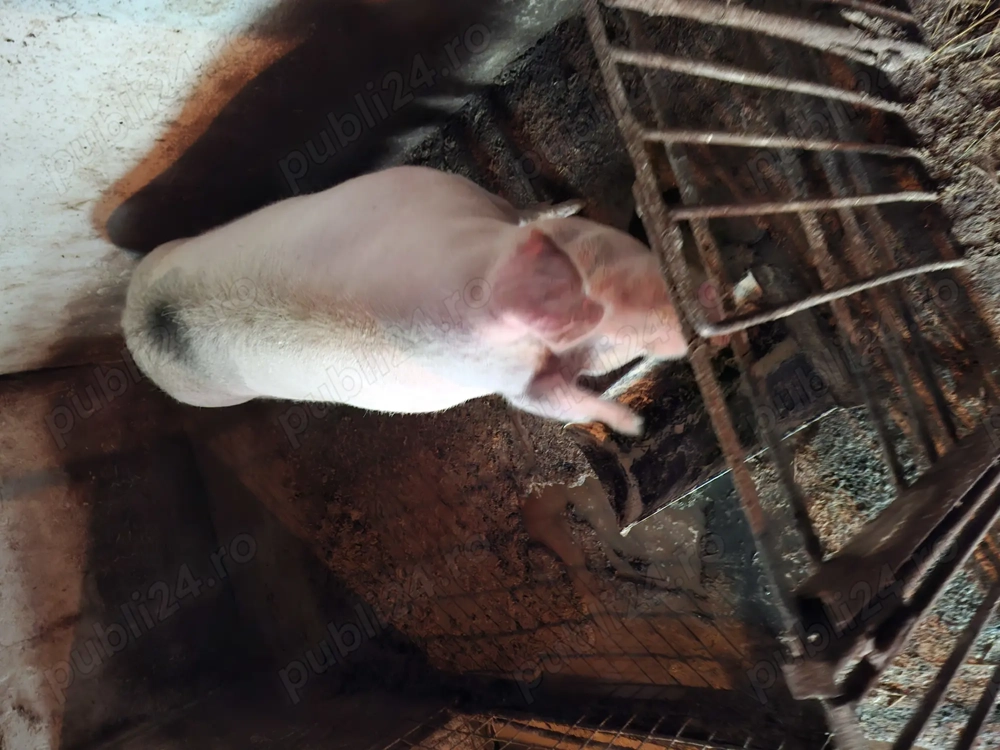 Vand porci  mari crescuti  natural cu coada