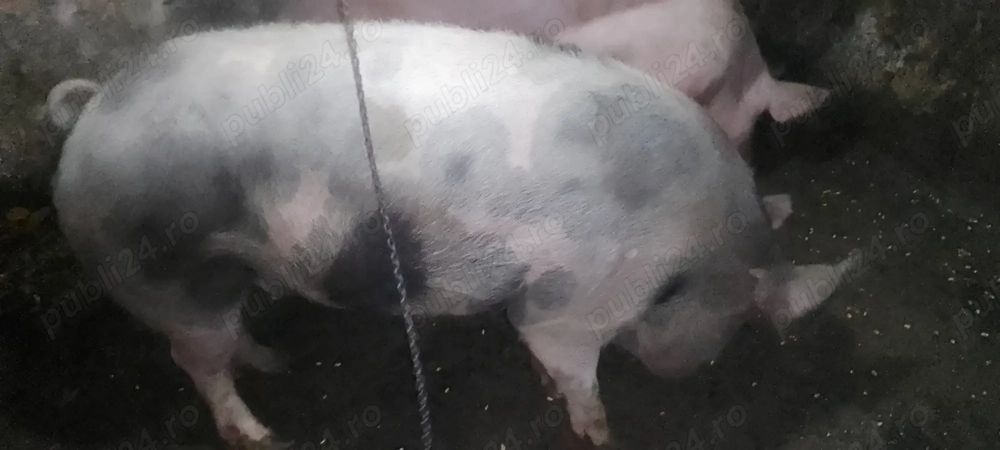 Porc de vânzare 16 lei kg in viu