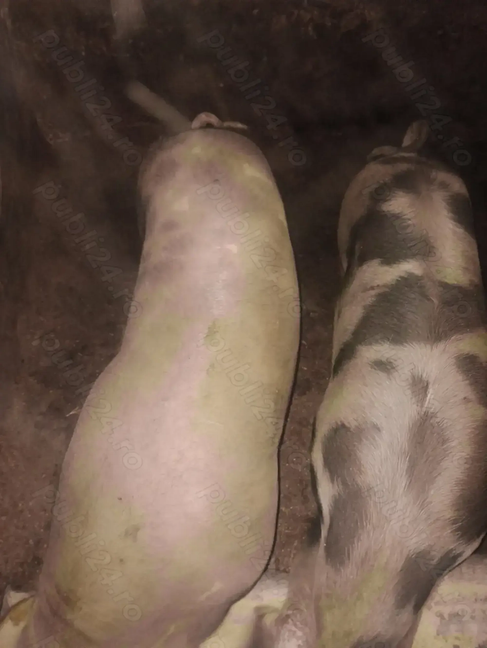 Vînd porci de 100 și 120 kg 