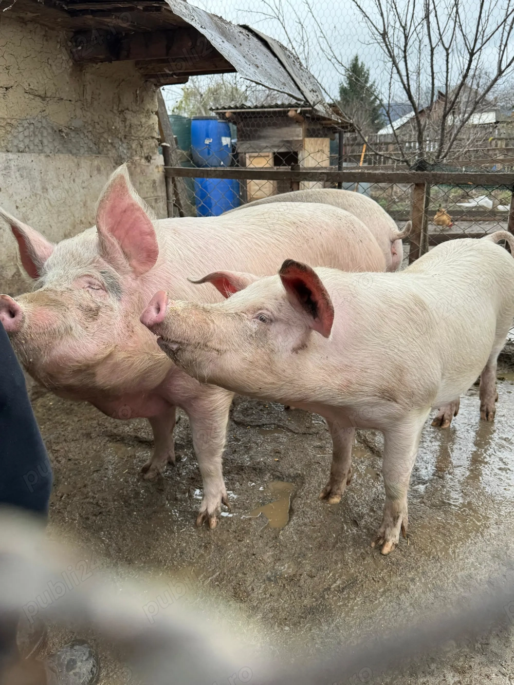 Porci crescuți în gospodărie!
