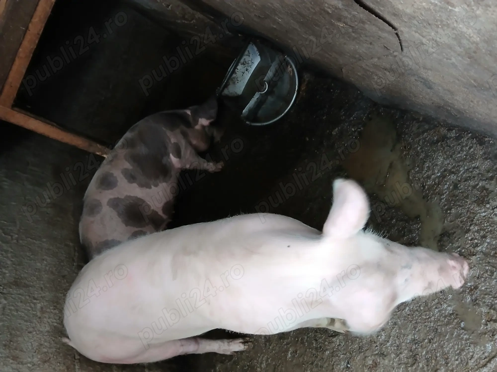Vând porci in jur de 100 kg rasa de carne ,crescuti bio.