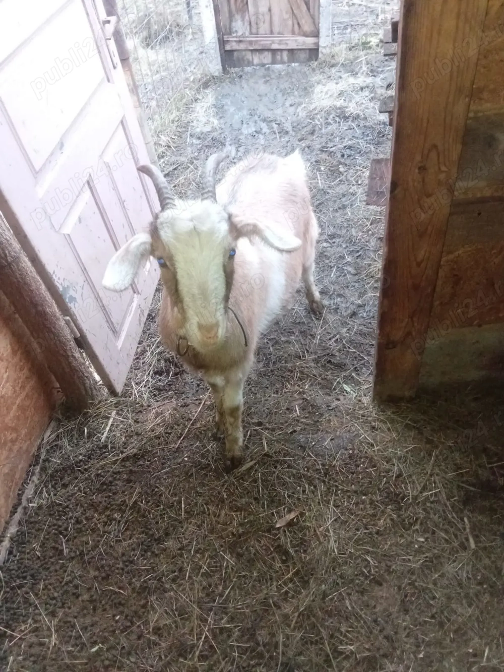 Vând 2 iedițe corcitura cu Zannel cu anglo nubian sunt tinere 