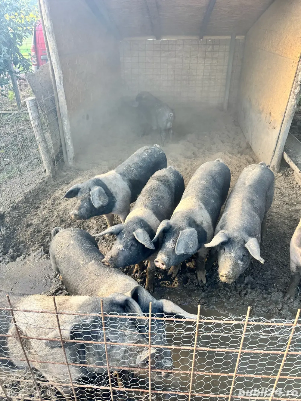 porci bazna ( purcei, scroafe) 