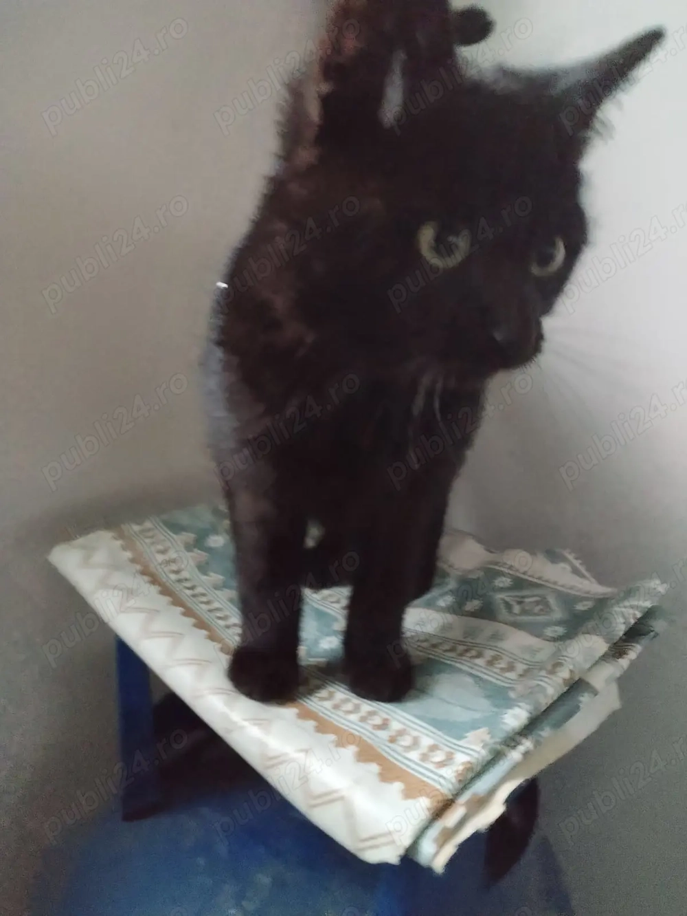pentru iubitorii de pisici negre