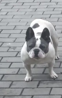 Vând cățelușa Buldog Francez 