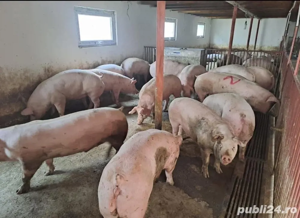 porci de carne - livrare domiciliu