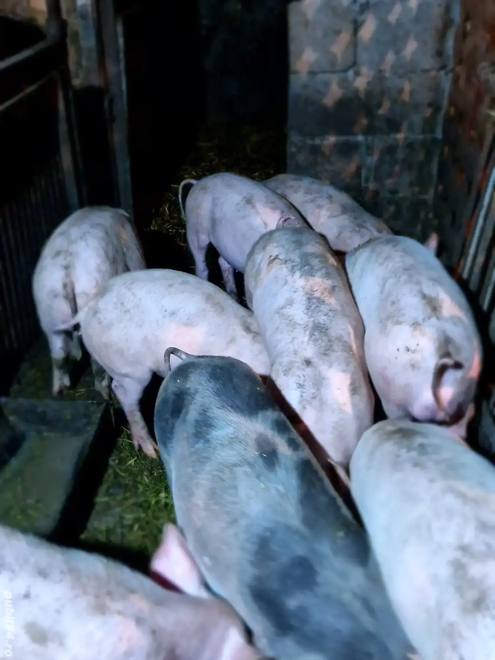 Soldani de vânzare!