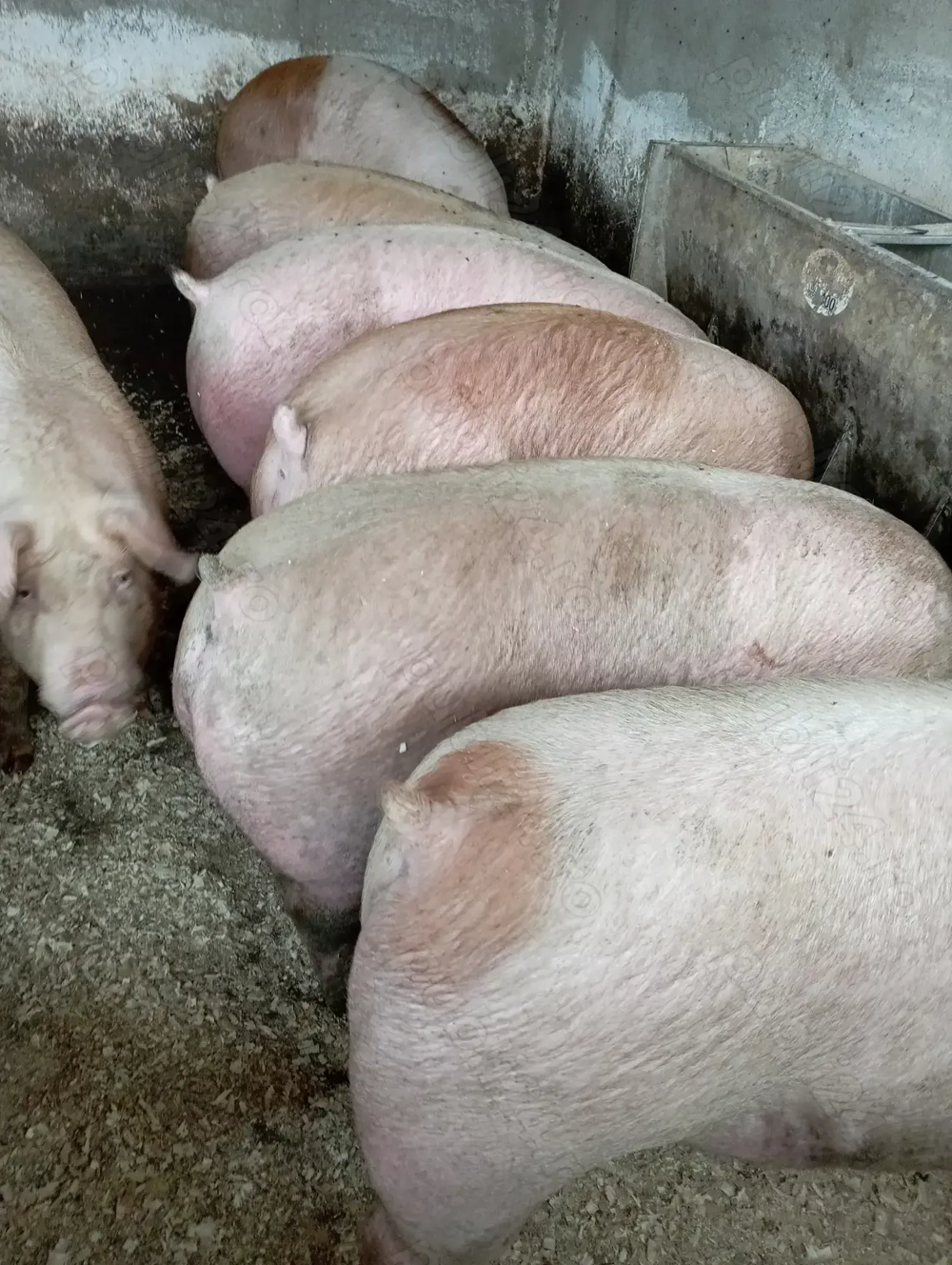 Vând porci de carne 