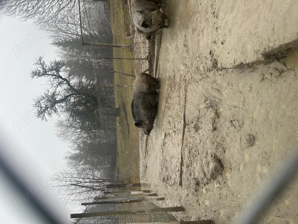 Vand mistreț crecut in captivitate