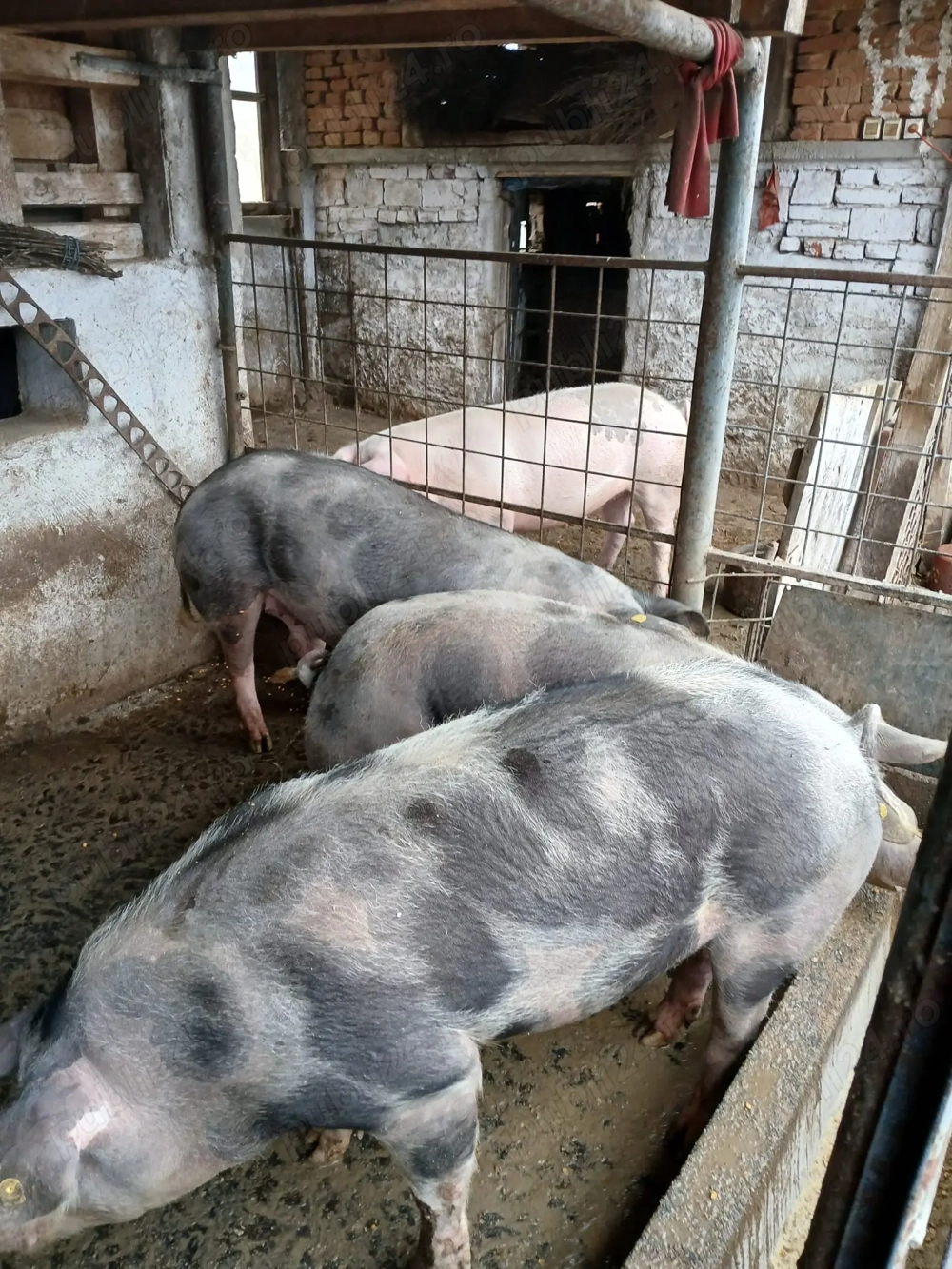 Vând porci rasa pietran cu marele alb