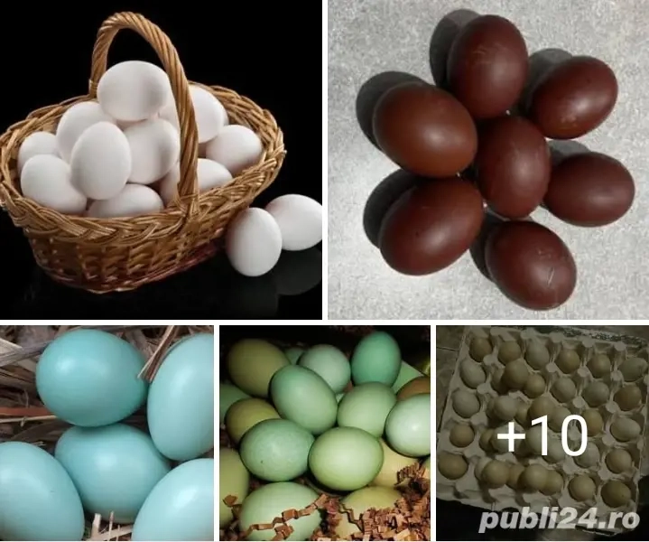 vănd urgent preț angro 