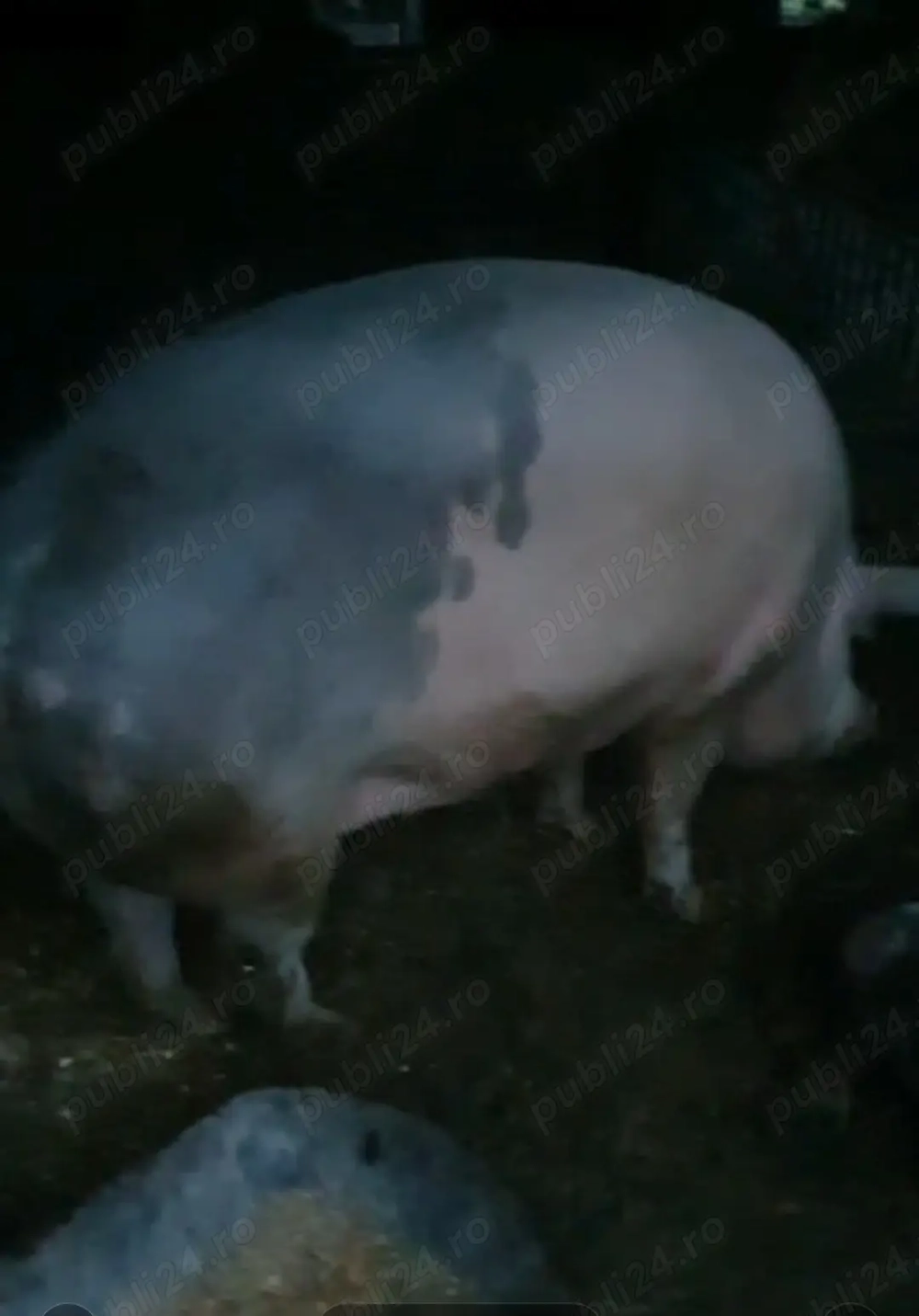 Disponibila purcea 250kg