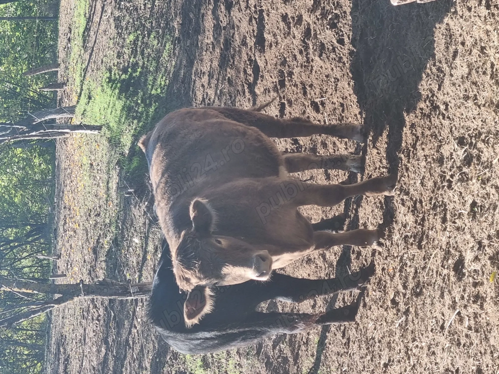 Tauras în jur de 500kg