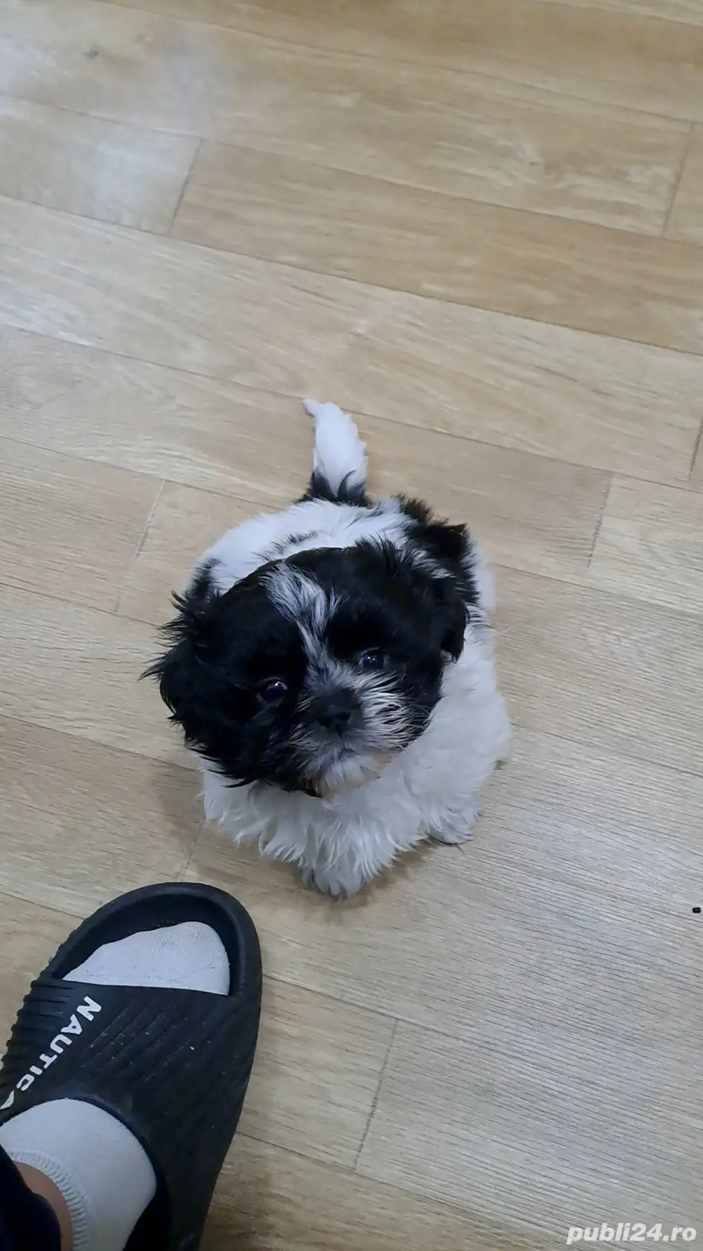 shih tzu caini