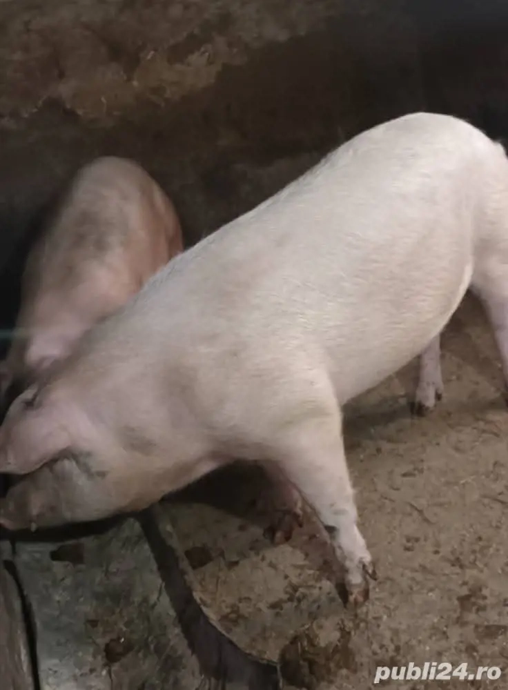 porci de vânzare 