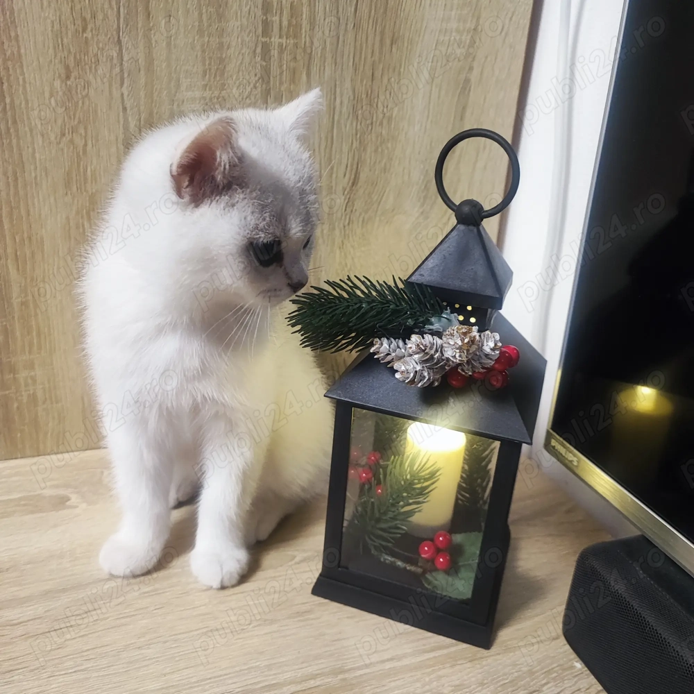 British shorthair , părinți cu pedigree 