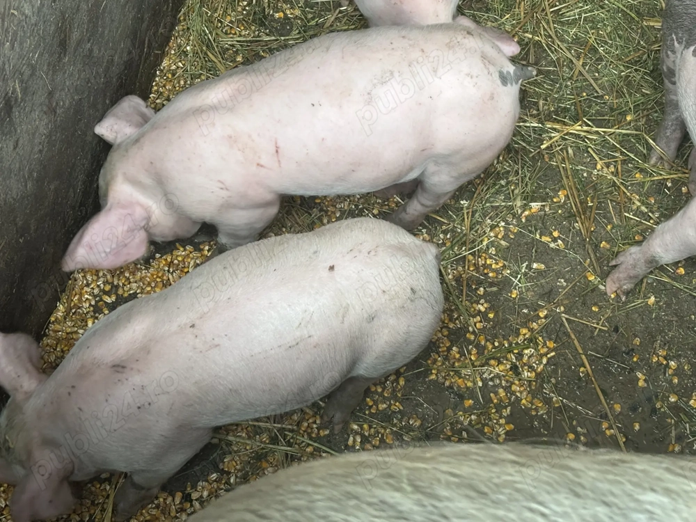 Purcei de 7 săptămâni 300 lei bucata