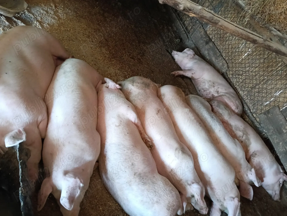 Vând porci de la 70 la 130 de kg