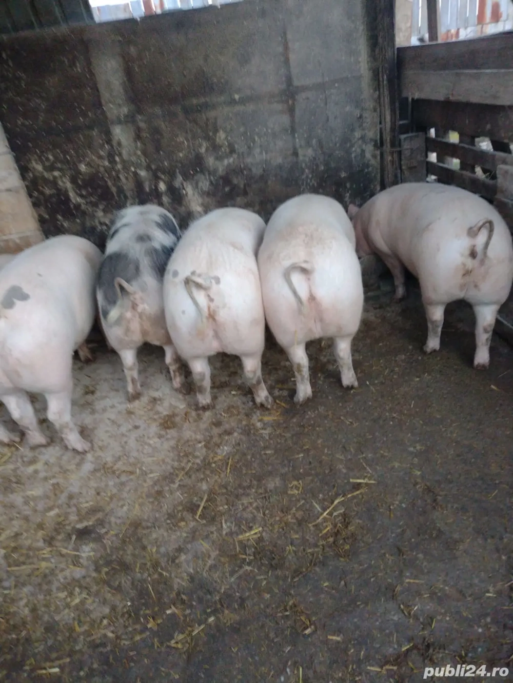 Vând porci de carne crescuți în gospodărie 14 lei kg