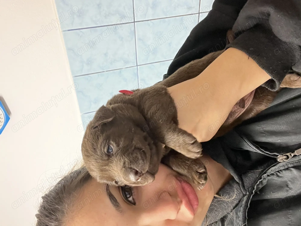 Labradori retriever negri și ciocolatii