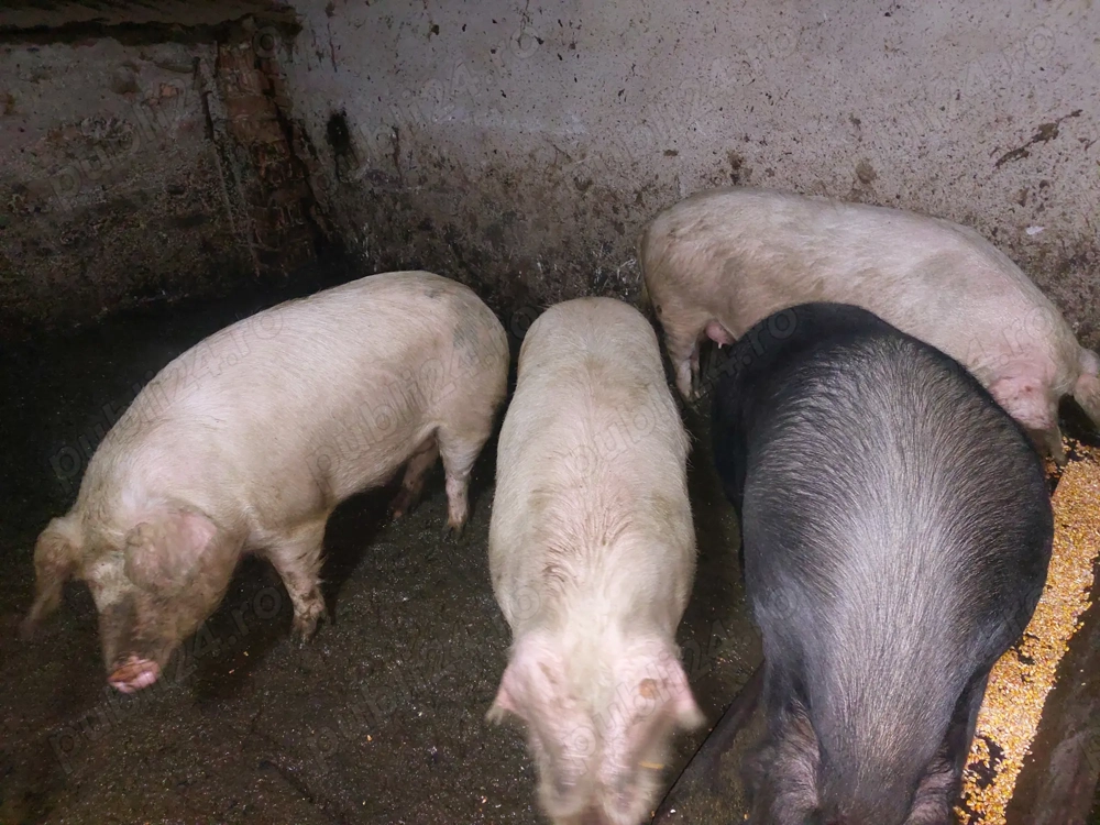 Porci pentru sacrificat