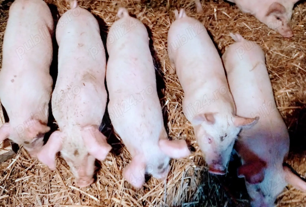 Rasă pură, Landrace