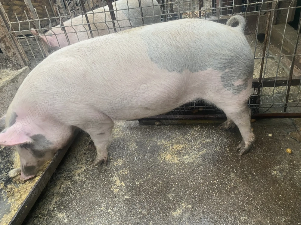 Porc de vânzare 