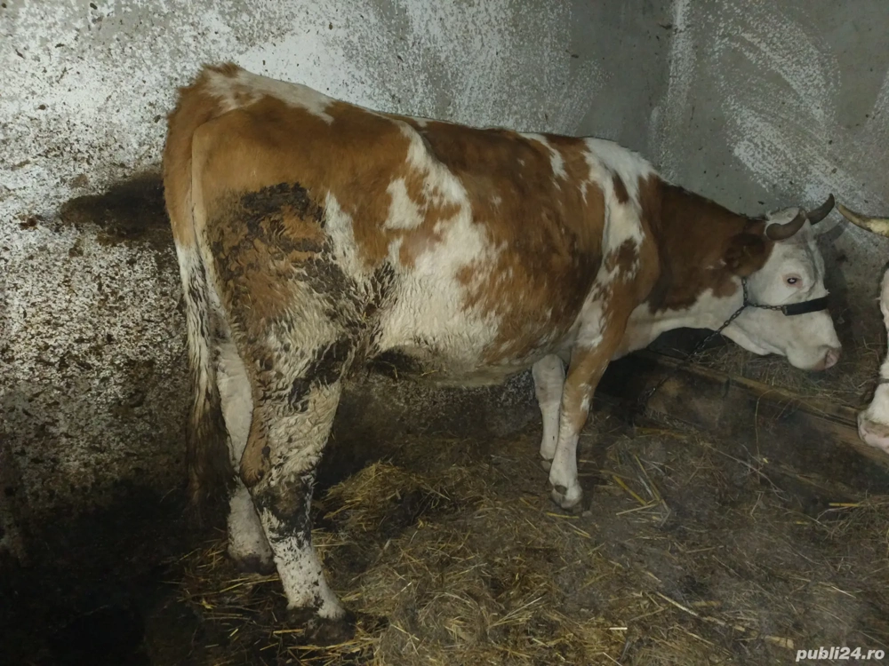 vaca de 5 ani gestanta 