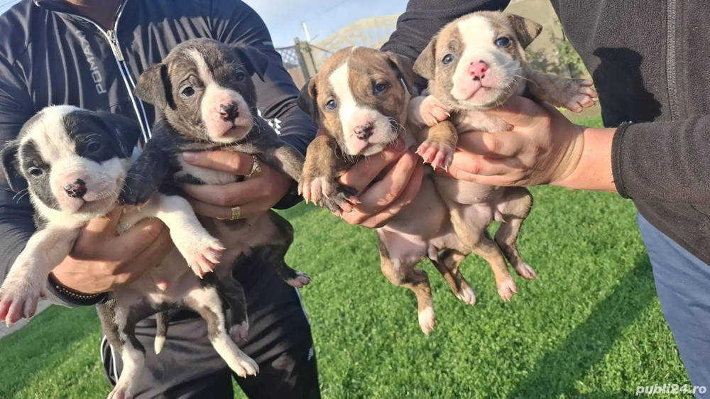 American Staffordshire Terrier (AmStaff