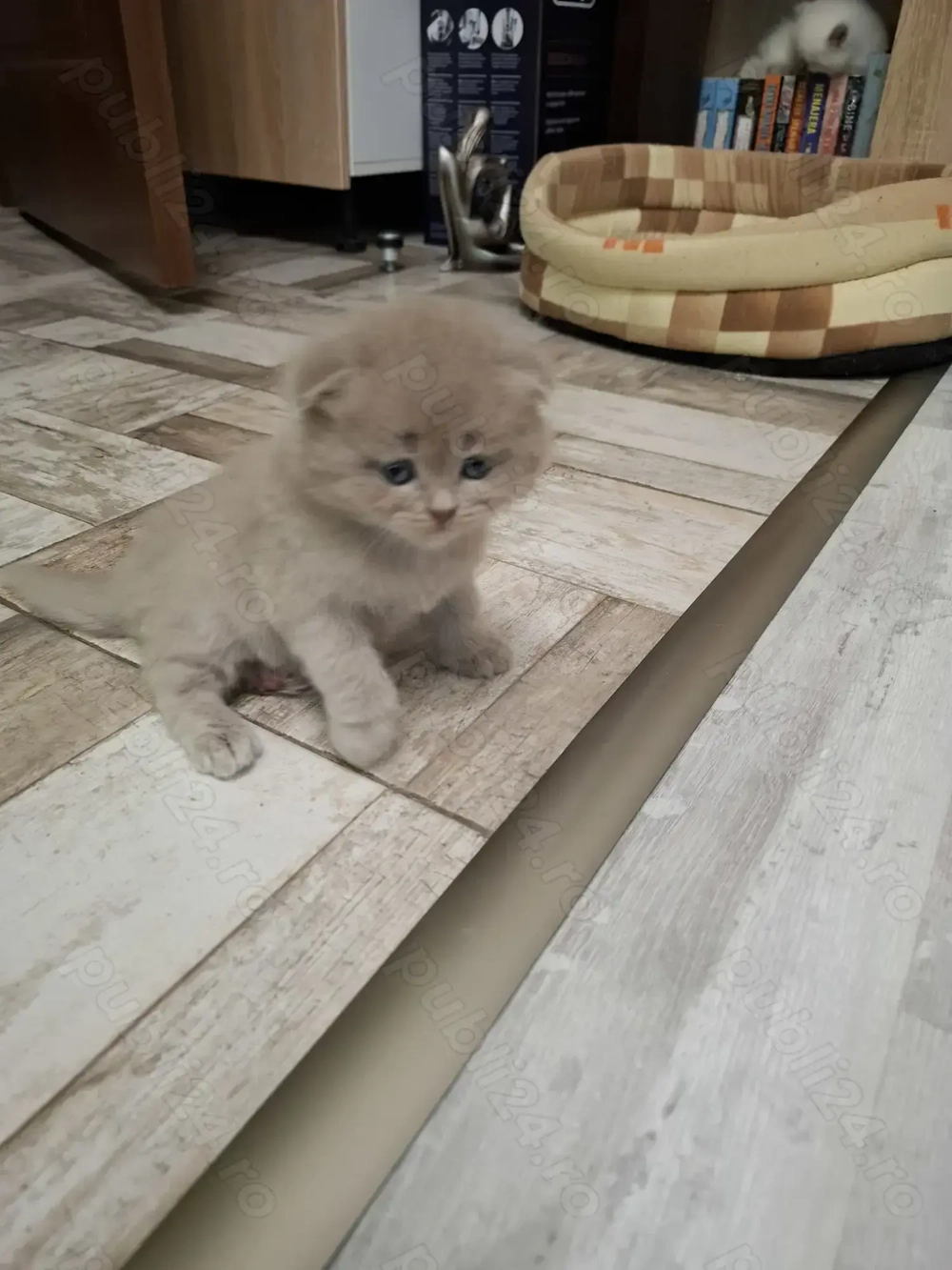 Scotish fold si straight 