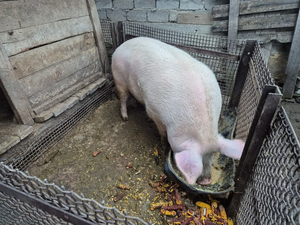 Porc de carne  in Pascani