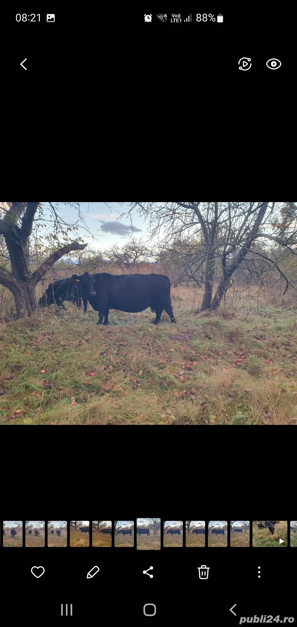 vaca  angus gestanta