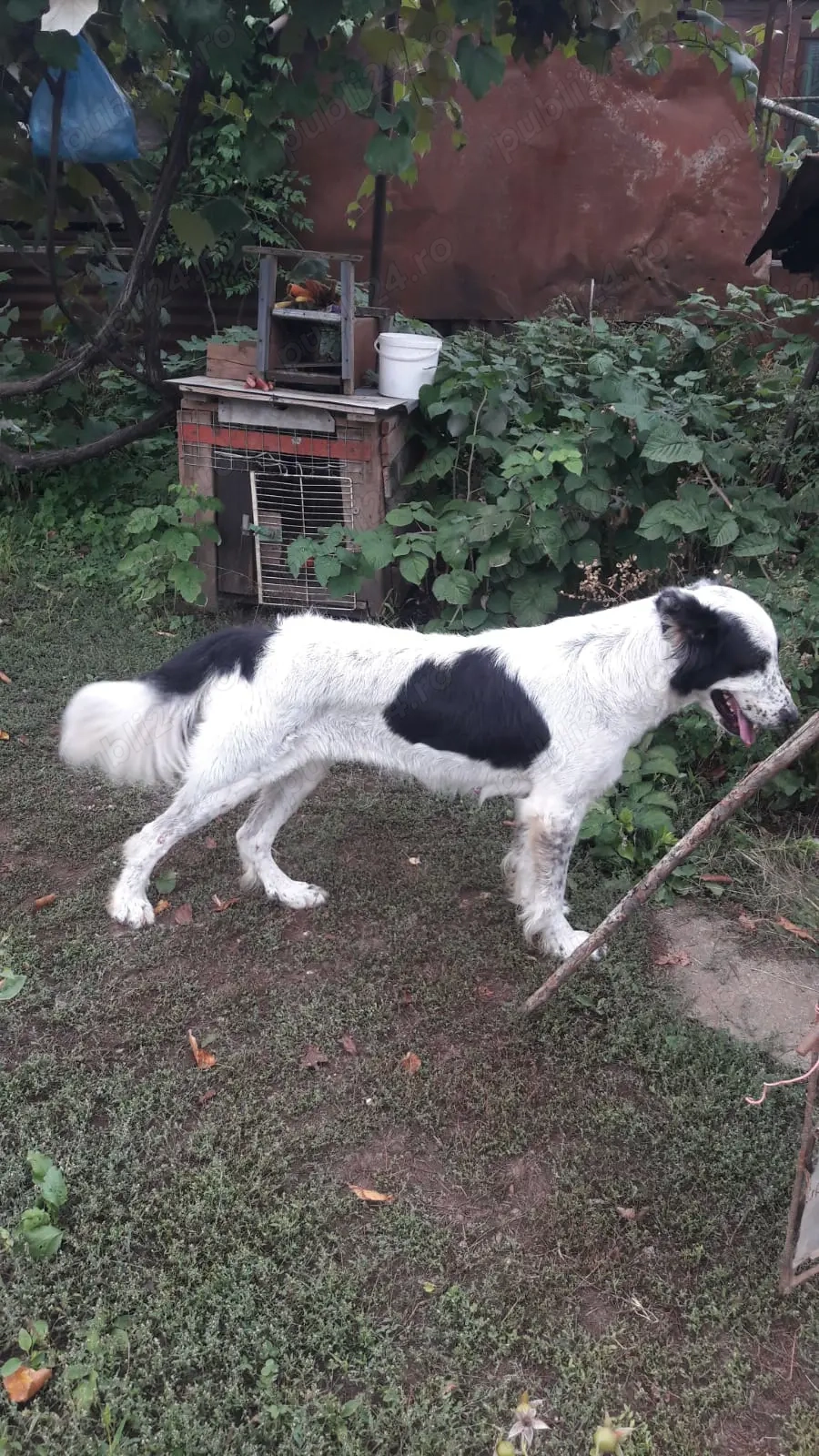 Ciobanesc de Bucovina 