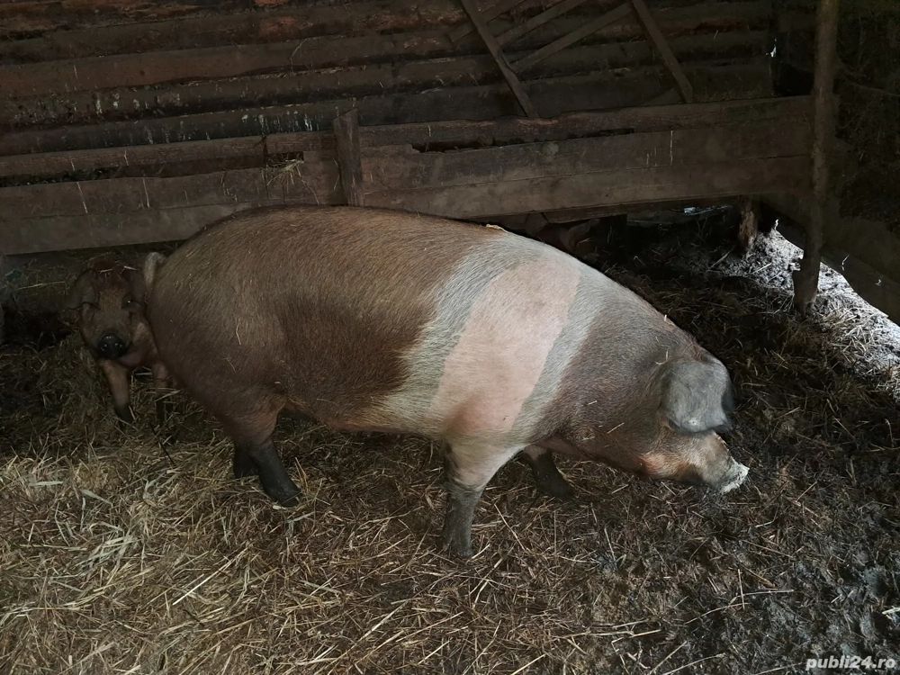 Vand porc de crăciun 