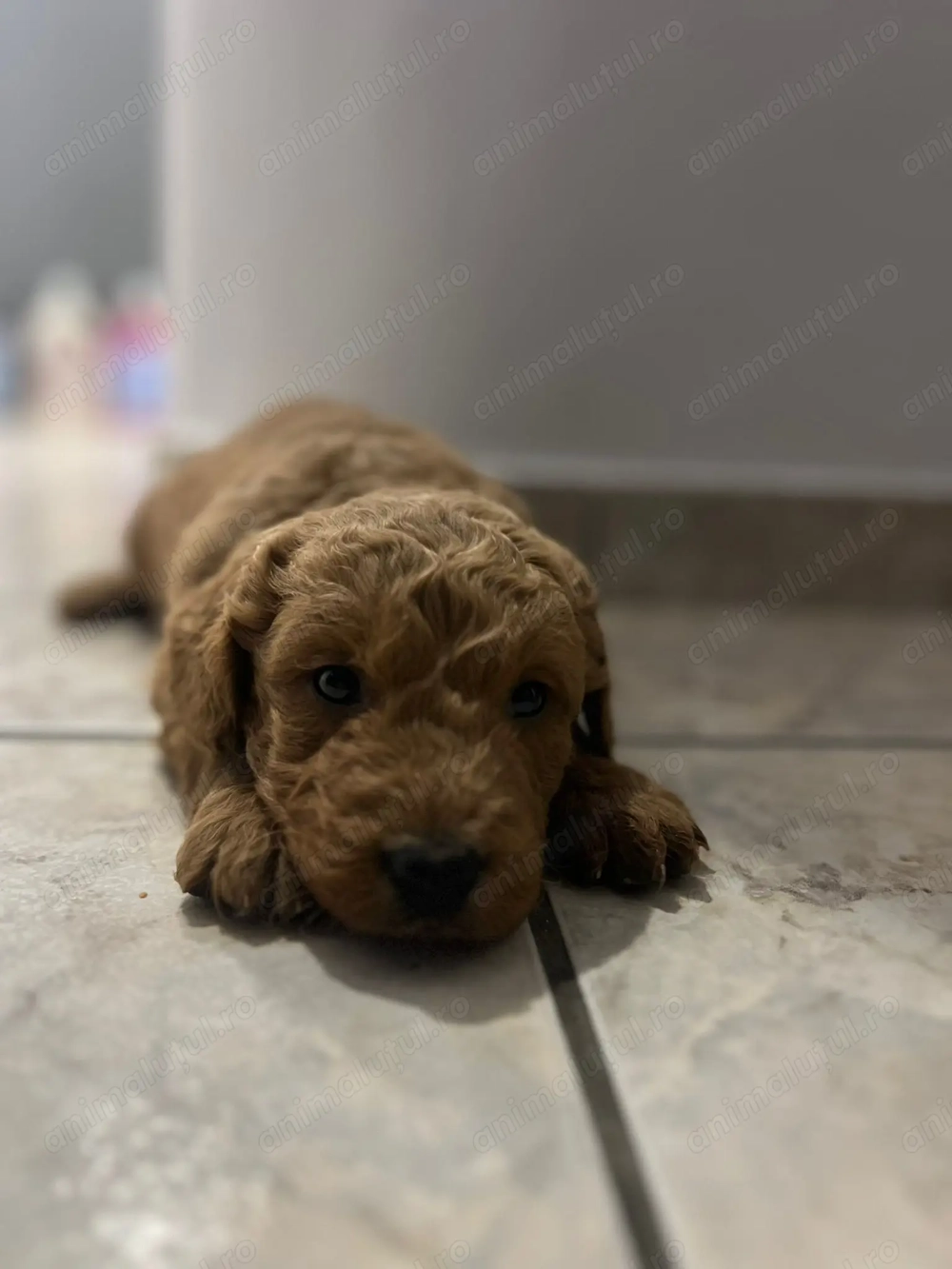 Pui rasa Goldendoodle