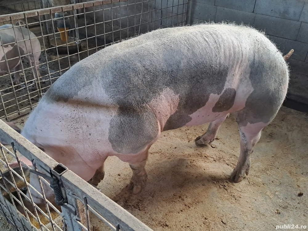 porci bazna pietrean 