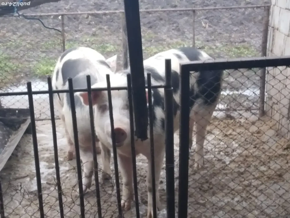 porci de vânzare 