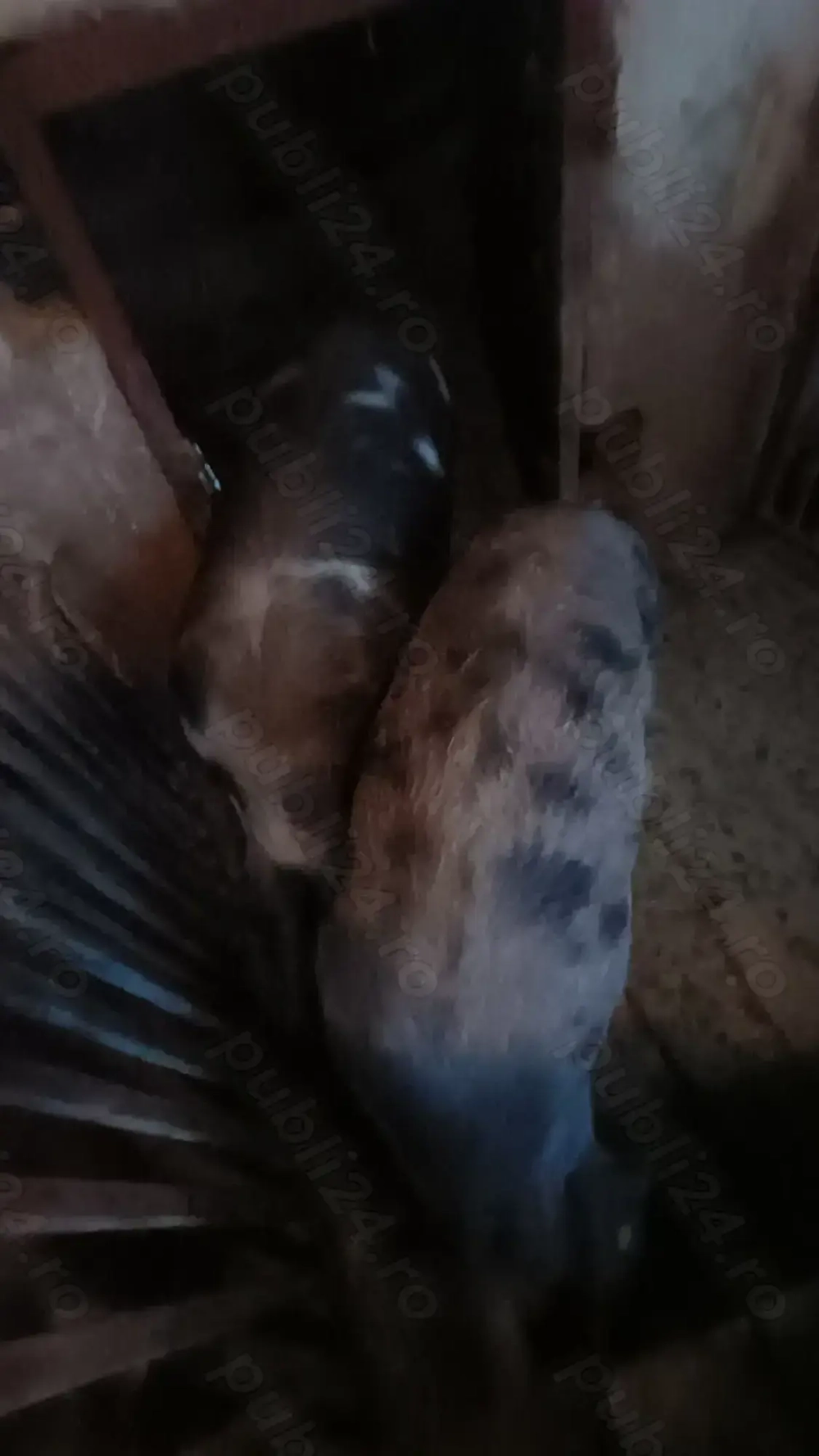 Vand porci  150 kg sau mai mult