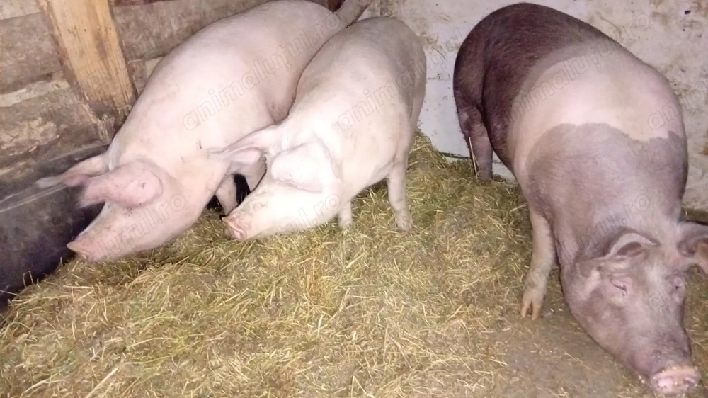 Vând porci la alegere de carne crescuta natural