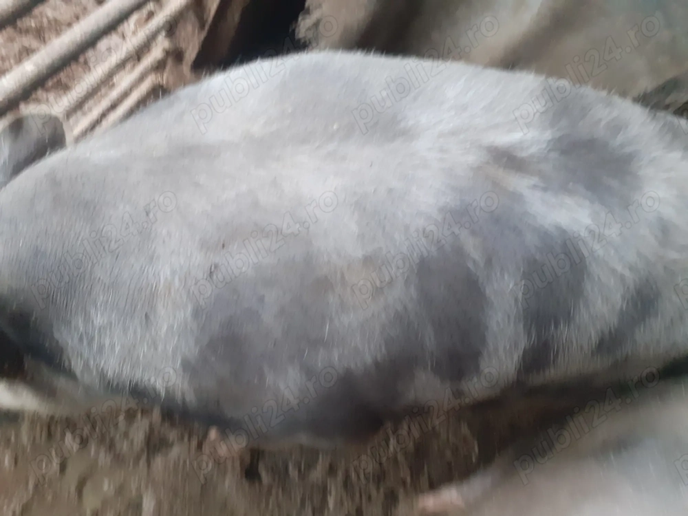 Vând 2 porci 300kg si170kg .