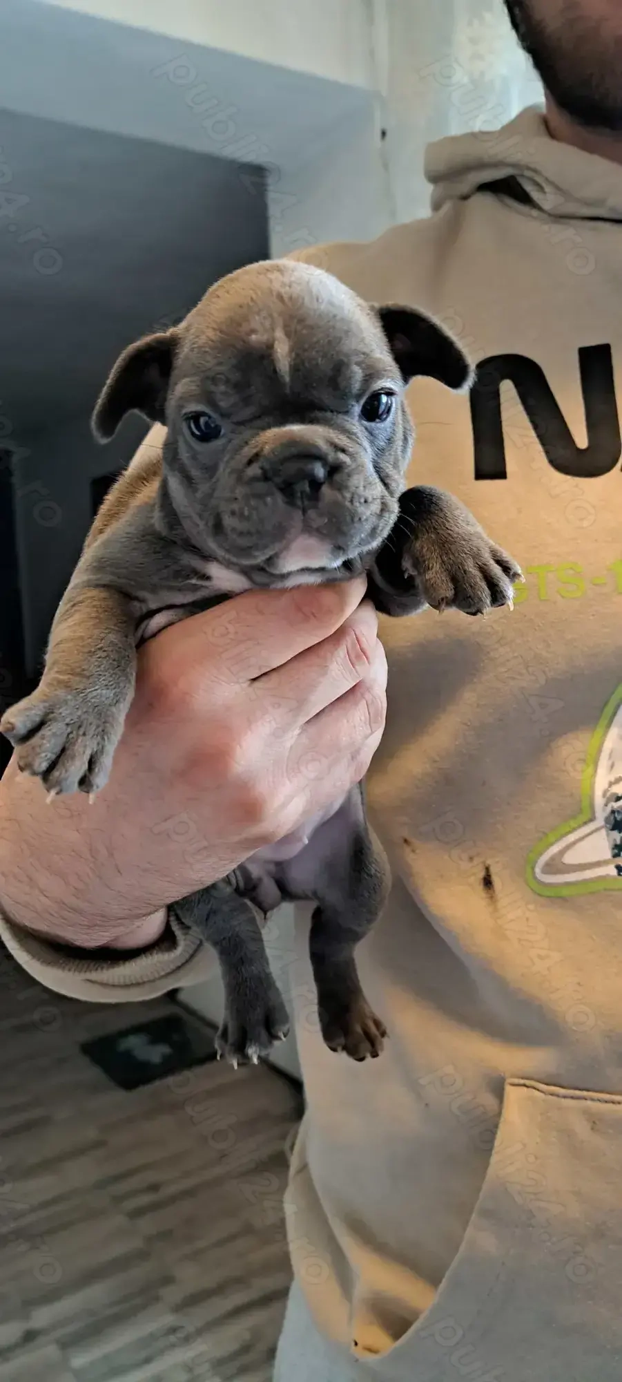 Vand pui de buldog francez ! 