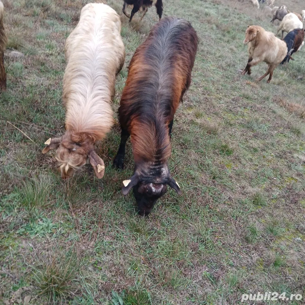 6 tapi  2 capre  si un berbec de vanzare 