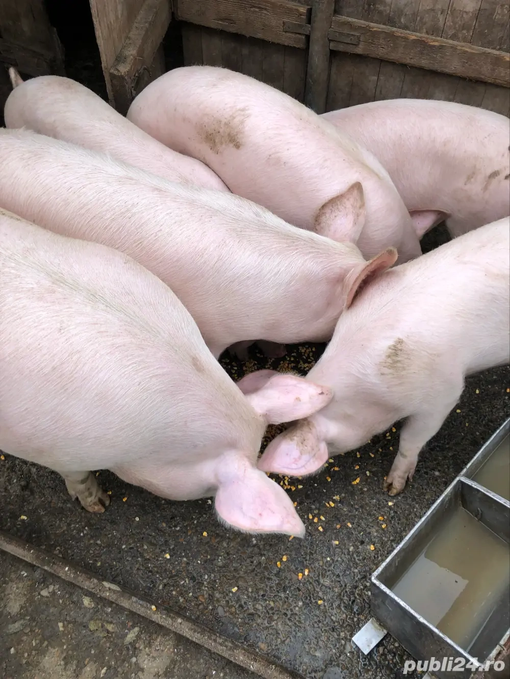 vand porci in viu si carcasa la pret bun