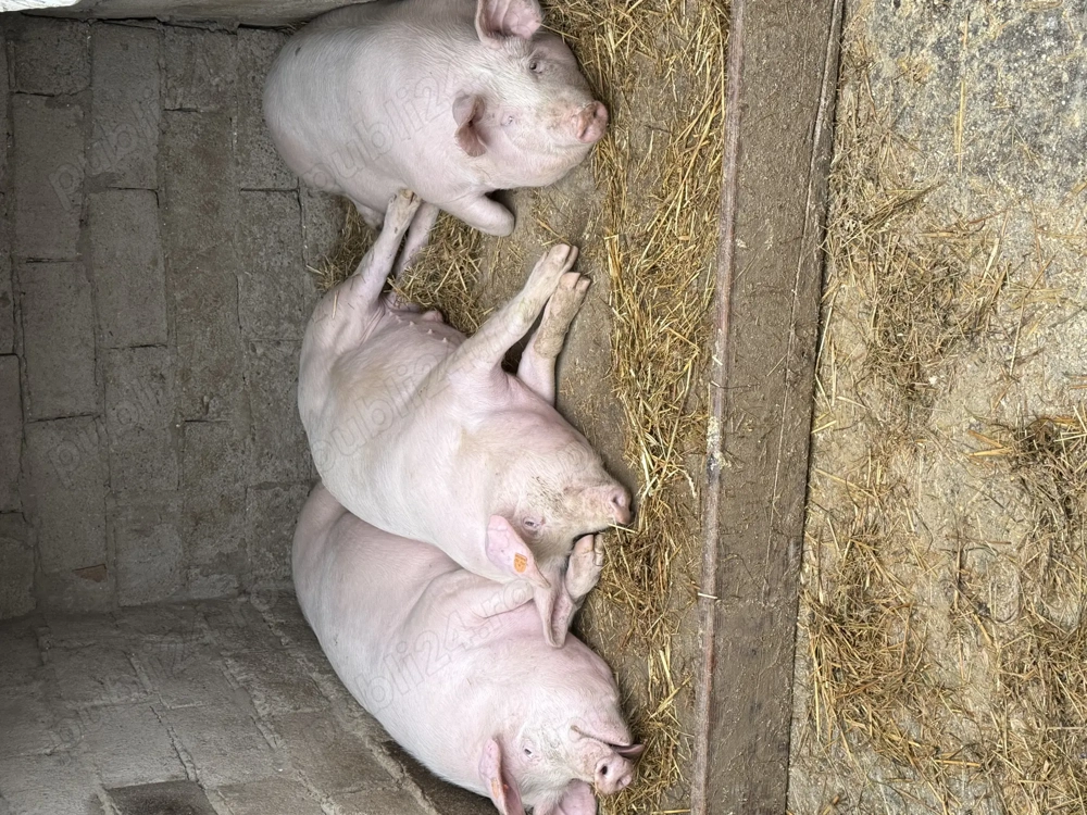 Vând porci între 70-110 kg